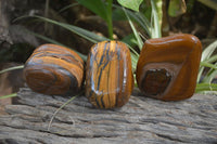 Polished Tiger's Eye Free Forms x 3 From Prieska, South Africa