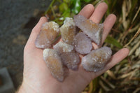 Natural Ametrine Spirit Quartz Crystals x 24 From Boekenhouthoek, South Africa