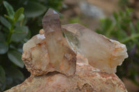 Natural Red Hematoid Quartz Crystal Specimens x 12 From Zimbabwe