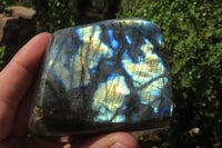 Polished Labradorite Standing Free Forms x 4 From Tulear, Madagascar