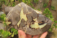 Polished Septerye Plaques x 4 From Mahajanga, Madagascar