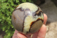 Polished Septerye Spheres x 6 From Mahajanga, Madagascar