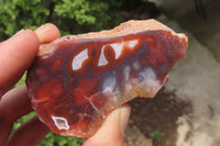 Polished On One Side Red Sashe River Agate Nodules x 12 From Zimbabwe