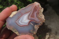 Polished On One Side Red Sashe River Agate Nodules x 12 From Zimbabwe