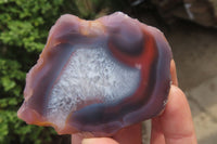 Polished On One Side Red Sashe River Agate Nodules x 12 From Zimbabwe