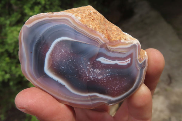 Polished On One Side Red Sashe River Agate Nodules x 12 From Zimbabwe