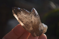 Natural Smokey Quartz Crystals x 20 From Zomba, Malawi