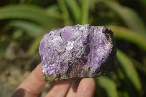 Natural Stichtite Cobbed Specimens x 12 From Barberton, South Africa