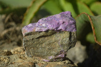 Natural Stichtite Cobbed Specimens x 12 From Barberton, South Africa