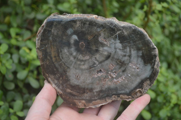 Polished Petrified Wood Slices x 2 From Zimbabwe