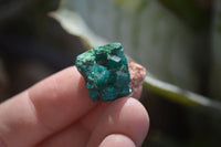 Natural Dioptase On Dolomite Specimens x 35 From Likasi, Congo