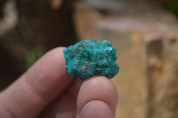 Natural Dioptase On Dolomite Specimens x 35 From Likasi, Congo