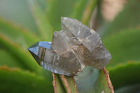 Natural Smokey Quartz Crystals x 35 From Zomba, Malawi