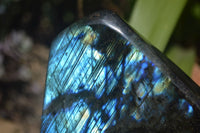 Polished Labradorite Standing Free Forms x 2 From Tulear, Madagascar