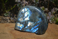 Polished Labradorite Standing Free Forms x 2 From Tulear, Madagascar