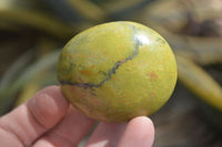 Polished Green Opal Palm Stones x 12 From Madagascar