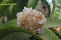 Natural Spirit Quartz Clusters x 6 From Boekenhouthoek, South Africa