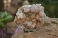 Natural Spirit Quartz Clusters x 6 From Boekenhouthoek, South Africa