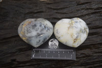 Polished Dendritic Opal Gemstone Hearts x 8 From Madagascar