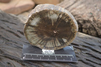 Polished Petrified Wood Slices x 5 From Gokwe, Zimbabwe