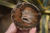 Polished Petrified Wood Slices x 5 From Gokwe, Zimbabwe