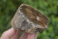 Polished Petrified Wood Slices x 5 From Gokwe, Zimbabwe