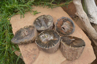 Polished Petrified Wood Slices x 5 From Gokwe, Zimbabwe