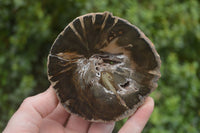 Polished Petrified Wood Slices x 5 From Gokwe, Zimbabwe