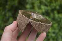 Polished Petrified Wood Slices x 5 From Gokwe, Zimbabwe