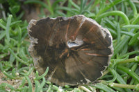 Polished Petrified Wood Slices x 5 From Gokwe, Zimbabwe