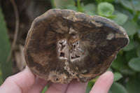 Polished Petrified Wood Slices x 5 From Gokwe, Zimbabwe