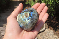 Polished Labradorite Standing Free Forms x 12 From Tulear, Madagascar