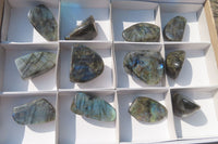 Polished Labradorite Standing Free Forms x 12 From Tulear, Madagascar