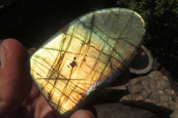 Polished Labradorite Standing Free Forms x 12 From Tulear, Madagascar