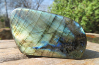 Polished Labradorite Standing Free Forms x 12 From Tulear, Madagascar