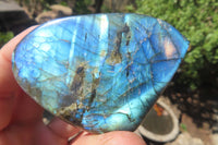 Polished Labradorite Standing Free Forms x 12 From Tulear, Madagascar