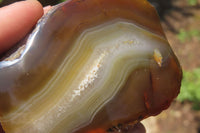 Polished On One Side River Agate Nodules x 6 From Limpopo, South Africa