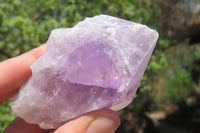 Natural Jacaranda Amethyst Crystals x 12 From Zambia