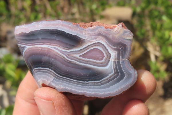 Polished Red Sashe River Agate Nodules x 12 From Zimbabwe