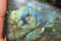 Polished Labradorite Standing Free Forms x 3 From Tulear, Madagascar