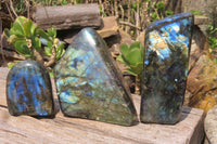 Polished Labradorite Standing Free Forms x 3 From Tulear, Madagascar