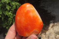 Polished Carnelian Standing Free Forms x 6 From Madagascar