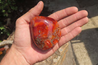 Polished Carnelian Standing Free Forms x 6 From Madagascar