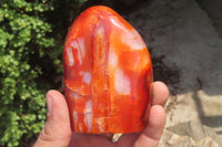 Polished Carnelian Standing Free Forms x 6 From Madagascar