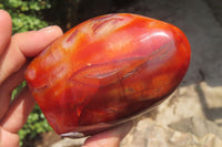 Polished Carnelian Standing Free Forms x 6 From Madagascar