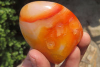 Polished Carnelian Standing Free Forms x 6 From Madagascar