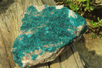 Natural XXL Emerald Dioptase Specimen x 1 From Congo