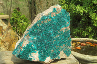 Natural XXL Emerald Dioptase Specimen x 1 From Congo