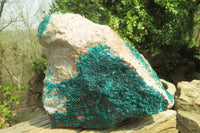 Natural XXL Emerald Dioptase Specimen x 1 From Congo