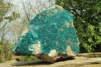 Natural XXL Emerald Dioptase Specimen x 1 From Congo